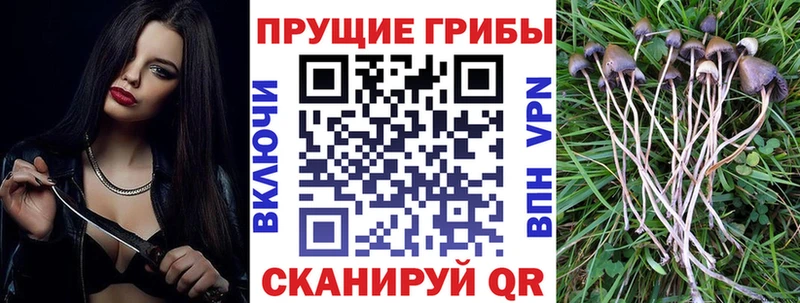 Галлюциногенные грибы Psilocybine cubensis  где продают   Волгореченск 